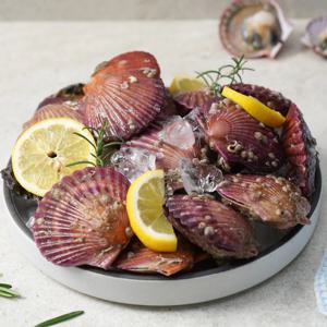 쫄깃하고 달큰한 고성 제철 홍가리비 1kg (20미 내외)