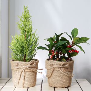 공기정화식물 2P세트 율마 천냥금