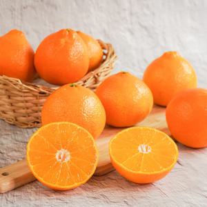 제주 명품 황금향 3kg (11-16과)