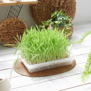 [리퍼] 새싹보리키우기 새싹가습기 수경 식물재배기 세트