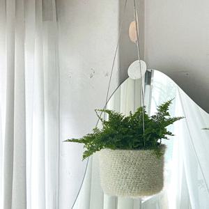자개달린 솜사탕 고사리 미니사이즈 분갈이상품 인테리어 행잉식물 벽걸이식물