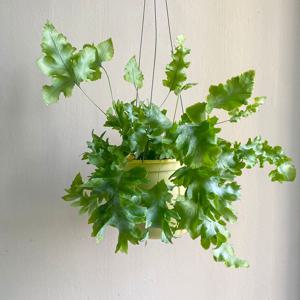 다바나고사리 분갈이상품 행잉플랜트 반그늘 음지식물