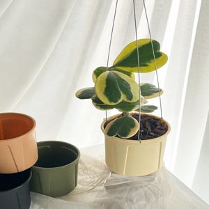 무늬 하트호야 카페 행잉식물  벽걸이식물