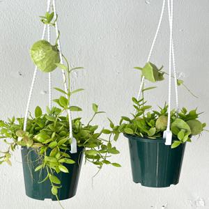 디시디아 포켓 분갈이가능 행잉식물 걸이화분 특이한 넝쿨식물
