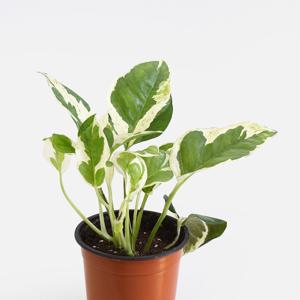 엔조이 스킨답서스 싱그러운 소형 공기정화식물 모종