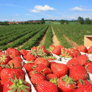 설향 딸기 (당일배송) 상 750g 1팩