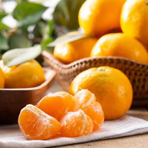 제주 3대농가 조생 감귤 소과 2KG