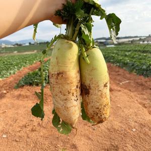 25년 햇 제주 비세척 무우 월동무 세척무 겨울무 2kg 3kg 5kg 7kg