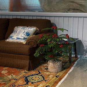 미니트리 아라우카리아 40-60cm 크리스마스 열매트리 생화트리