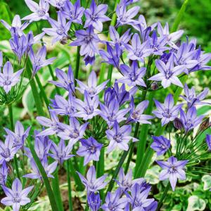 트리텔레이아 퀸파비올라 추식 구근 Triteleia queen Fabiola