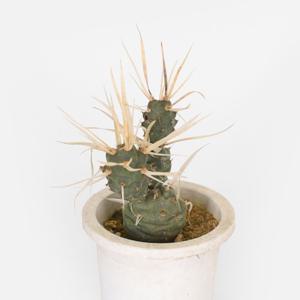 흰가시 종이가시 선인장 소형 미니다육 플랜테리어 식물키우기