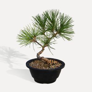 해송 중형 향나무 미니분재 피톤치드 반려식물