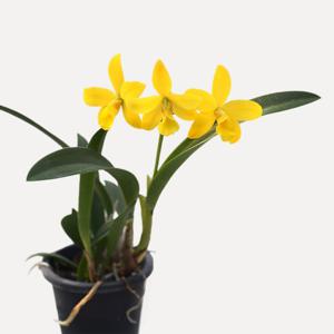 카틀레야 핀콕투 소형 서양란 개업식물 축하선물 반려식물