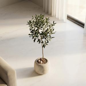 올리브나무 인테리어식물 거실화분 개업 이사 승진 축하화분