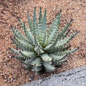 알로에에리나시아 D대품 희귀식물 멜라나칸타