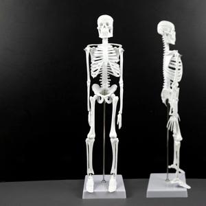 교육용 인체모형 전신 골격 해골 뼈 해부학 고관절 뼈모형 45cm