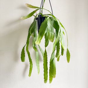 립살리스 루비  행잉식물 에어플랜트 늘어지는 벽걸이화분