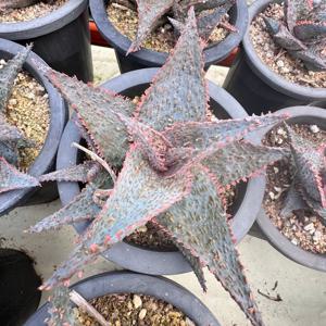 알로에 하이브리드 희귀식물 수입다육