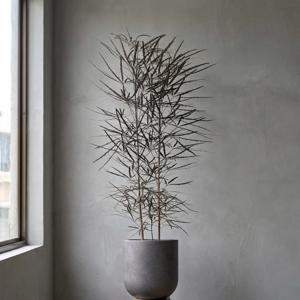 아랄리아 아라리오 플랜테리어 카페화분 감성식물 축하화분