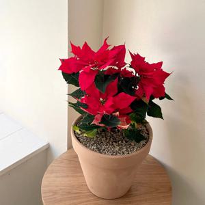 포인세티아 크리스마스 겨울 꽃 이태리토분 레드 장식 중형 플랜테리어