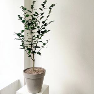 동백나무 중형 동백 겨울 꽃 화분 이태리토분 개업선물 플랜테리어