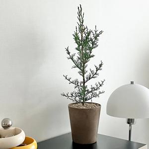 이탈리안 사이프러스 외목대 크리스마스트리 아트스톤 피톤치드 공기정화식물