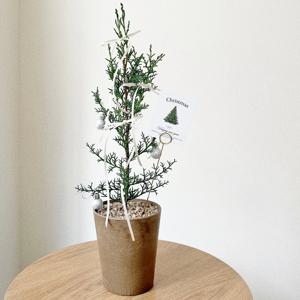 이탈리안 사이프러스 크리스마스트리 오너먼트 장식 피톤치드 공기정화식물