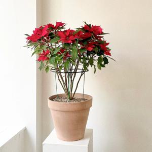 포인세티아 크리스마스 겨울 꽃 이태리토분 레드 축하 결혼 화환 대형