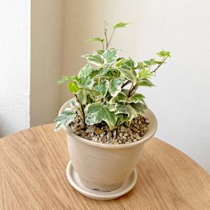 수성아이비 공기정화식물 베트남토분 플랜테리어