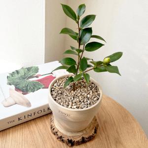 동백나무 동백꽃 겨울꽃 화분 베트남토분 플랜테리어 실내공기정화식물