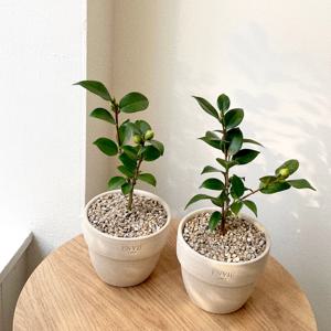 동백나무 동백꽃 겨울꽃 화분 베트남토분 월동나무 실내공기정화식물