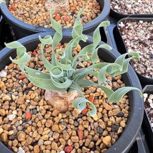 콘코르디아나 2.8호 구근식물 알부카