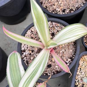 아가베 데스메티아나 희귀식물 인테리어화분