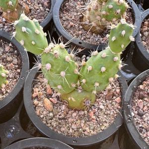 화이트래빗선인장 플랜테리어 홈가드닝