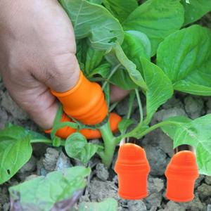 채소손질 야채다듬기 고추따기 작물따기 손가락 엄지 나이프 칼