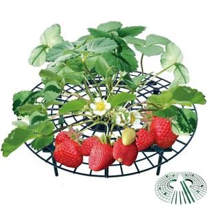 딸기 과일 열매 손상 오염 방지 작물 거치대 흙받이 트레이 스탠드