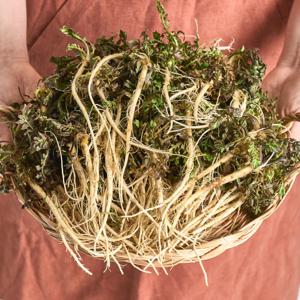 깨끗하게 손질한 서산 세척냉이 300g 500g