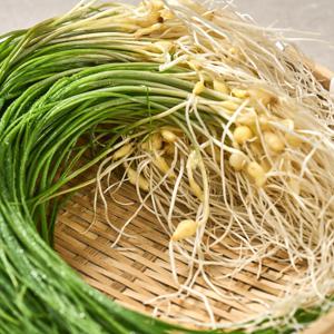 당일수확 서산 제철 달래 2묶음 (200g 내외)