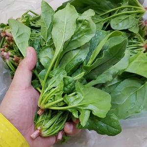 남해안 시금치 섬초 보물초 포항초 영해초 300g 500g 1kg 2kg 4kg