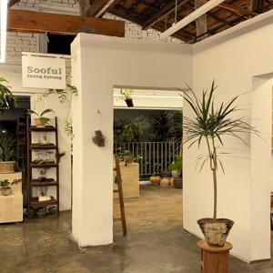 드라세나 마지나타