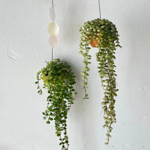 디시디아 버튼 넘뮬라리아 자개추가 미니사이즈 플랜테리어 행잉식물 벽걸이화분