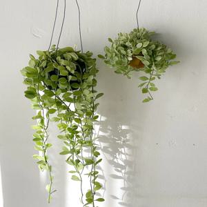 디시디아 화이트 벽걸이식물 행잉화분 미니사이즈 롱사이즈