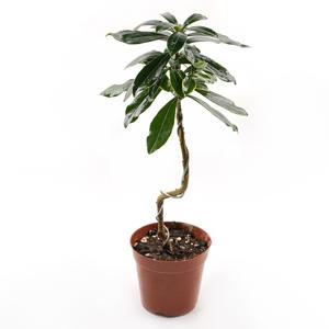 천리향 중품 s자 외목대 키우기 쉬운 서향나무 실내정화식물