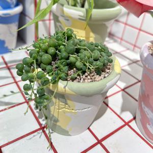 콩선인장 테이블사이즈 미니화분 녹영 핸드메이드 토분S