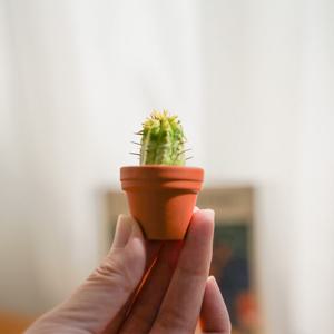 초미니다육 5개 세트 다육이 선인장 미니다육이