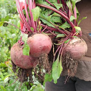 청정제주 레드비트 겨울비트 2kg 외 사이즈혼합 피클 자색무 동치미