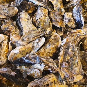 통영 석화 각굴 3kg 5kg 6kg 10kg