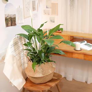 스파티필름(중품) 해초바구니 세트