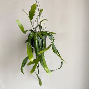 늘어지는 멋 행잉식물 립살리스 뉴쇼우