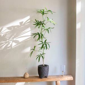 [단독] 대나무 홍콩야자 중대형 현무암 거실화분